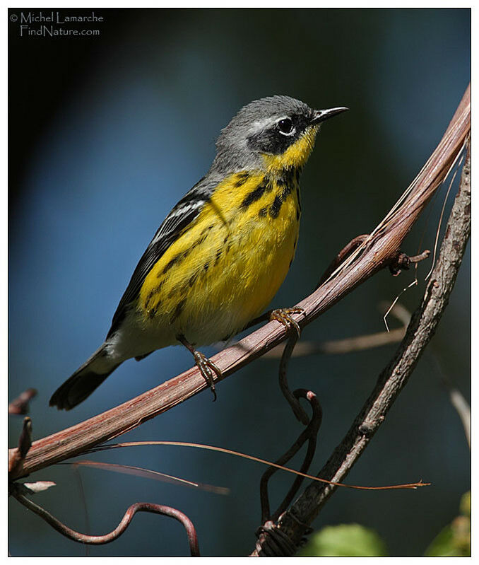 Magnolia Warbler male adult breeding