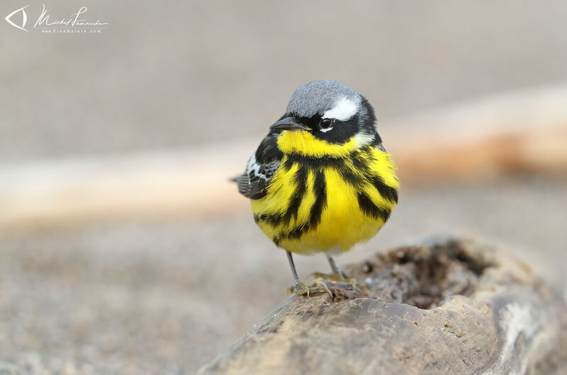 Magnolia Warbler male adult breeding