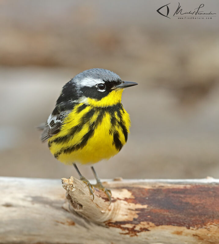 Magnolia Warbler male adult breeding