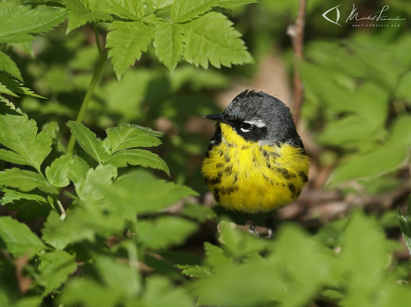 Magnolia Warbler male adult breeding