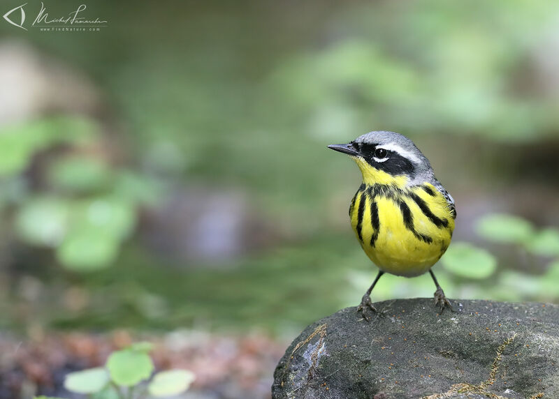 Magnolia Warbler male adult breeding