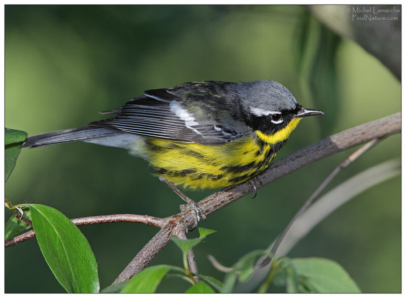 Magnolia Warbler male adult breeding