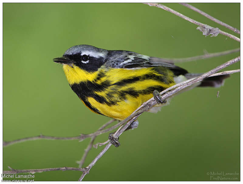 Magnolia Warbler male adult breeding, identification