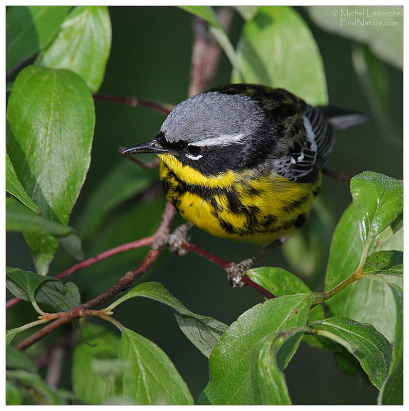 Magnolia Warbler male adult breeding