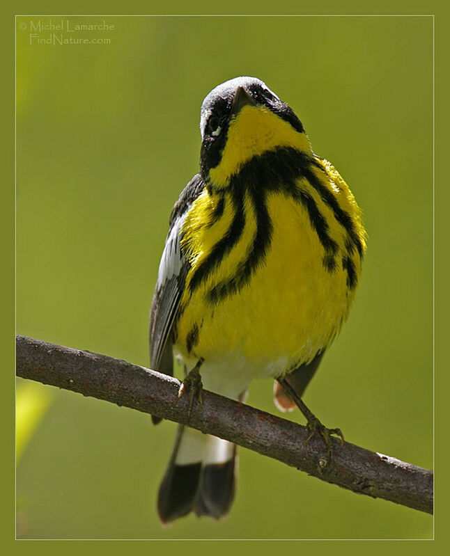 Magnolia Warbler male adult breeding