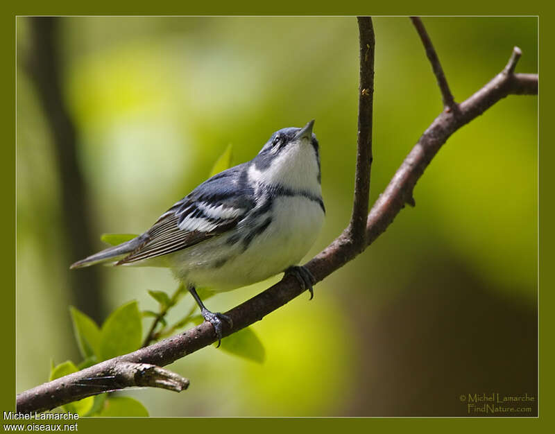 Cerulean Warbler male adult, pigmentation