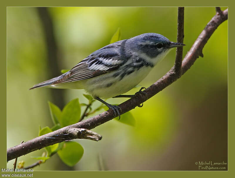 Paruline azurée mâle adulte, identification