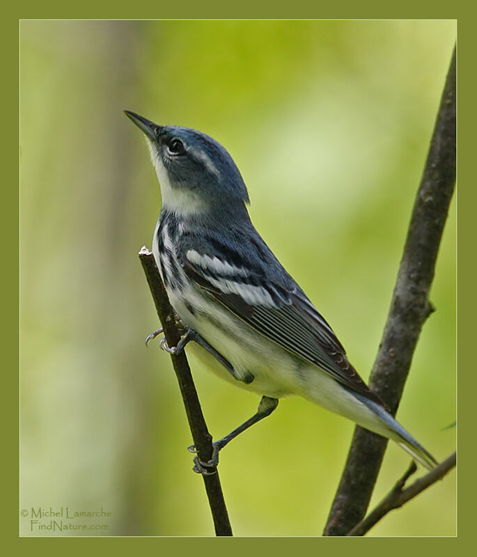 Cerulean Warbler male adult, identification