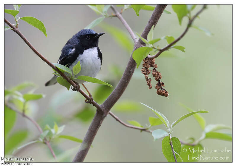 Black-throated Blue Warbler male adult, habitat, pigmentation