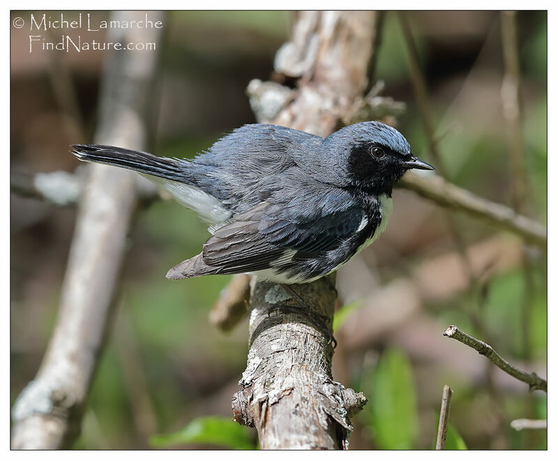 Black-throated Blue Warbler male adult breeding