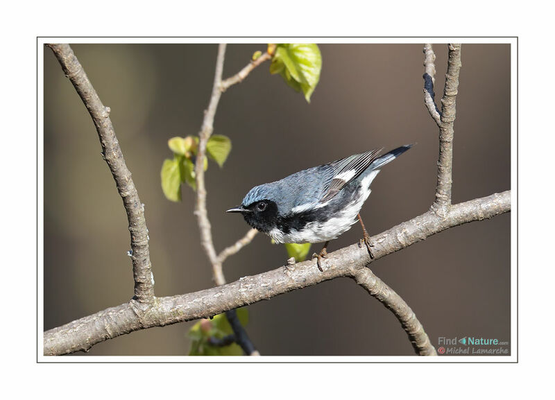 Paruline bleue mâle adulte