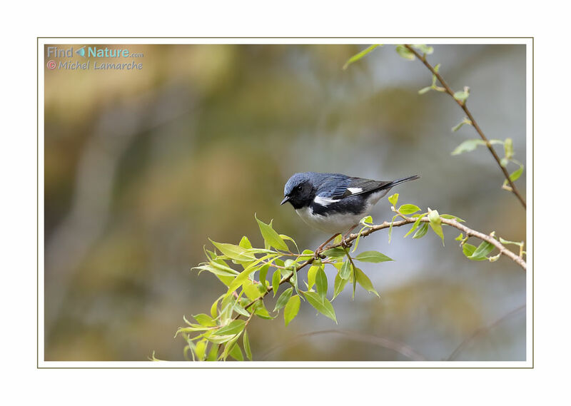 Black-throated Blue Warbler male adult