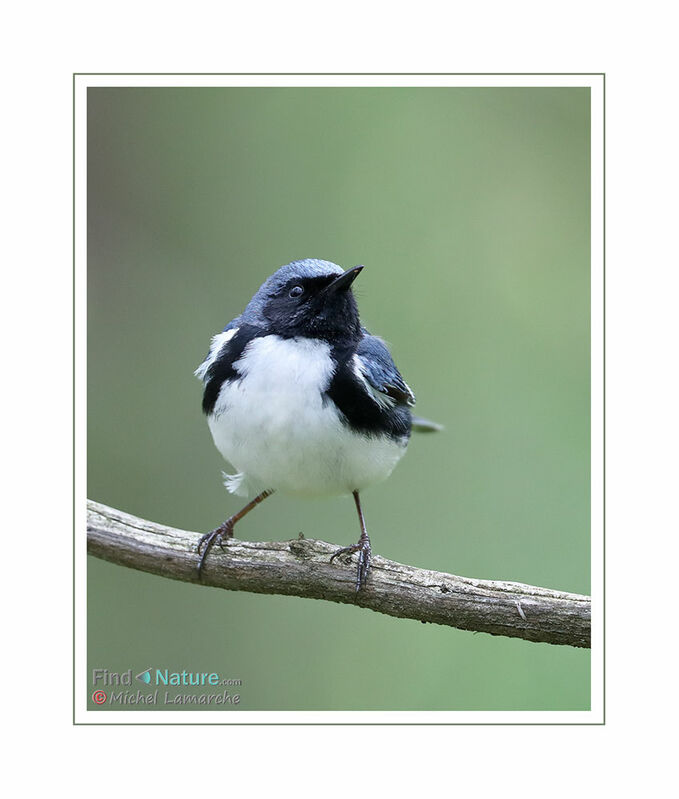 Paruline bleue mâle adulte