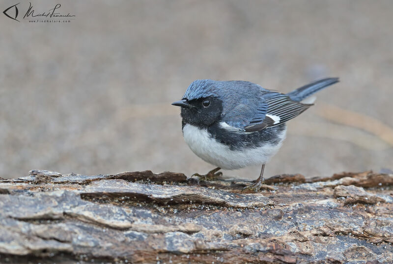 Black-throated Blue Warbler male adult breeding