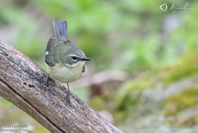 Black-throated Blue Warbler female adult, close-up portrait