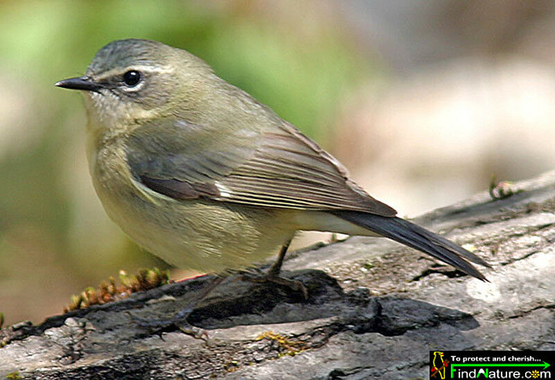 Black-throated Blue Warbler