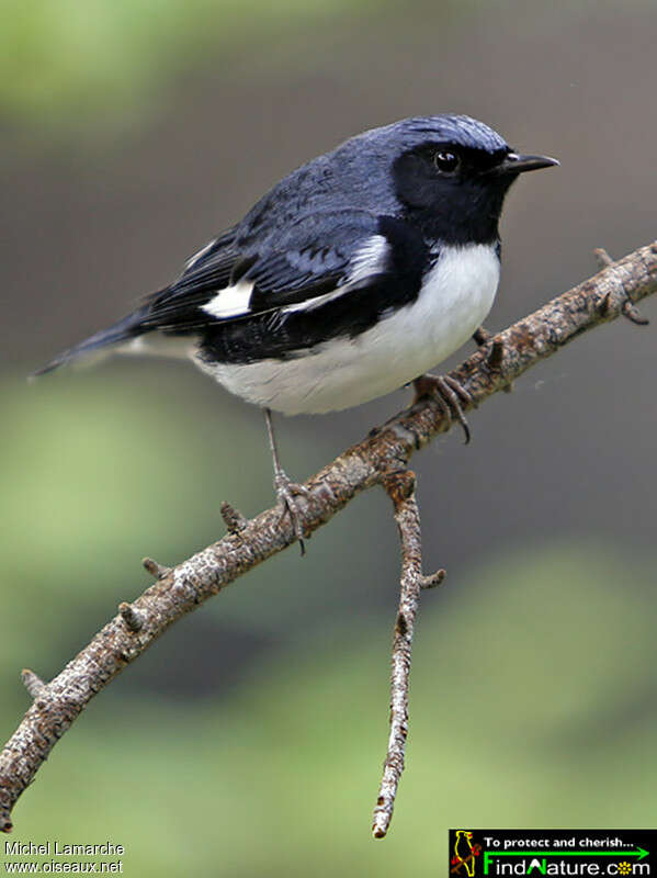 Black-throated Blue Warbler male adult, identification