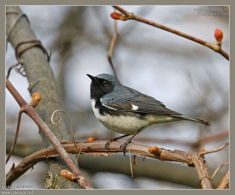 Paruline bleue mâle adulte nuptial, identification