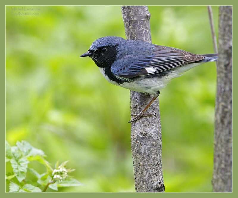 Black-throated Blue Warbler male adult breeding