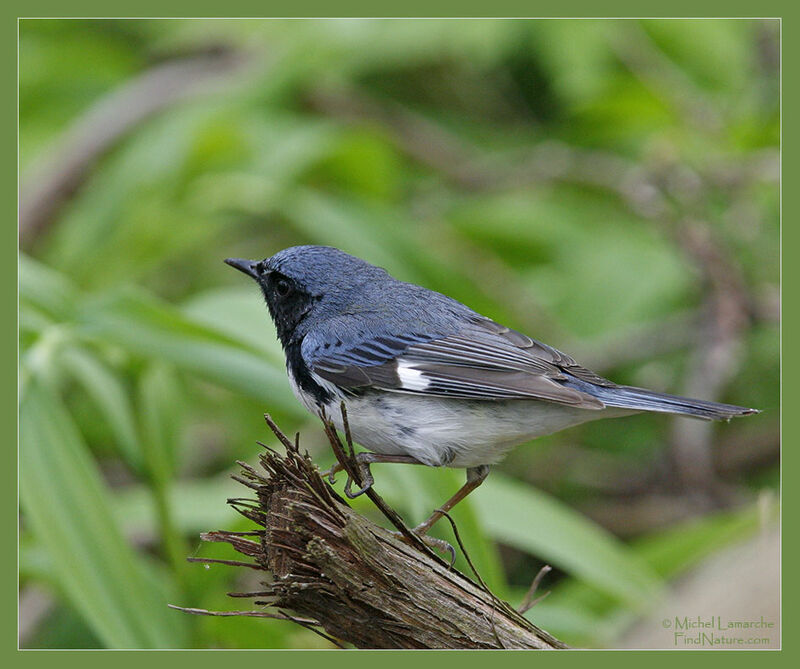 Black-throated Blue Warbler male adult breeding