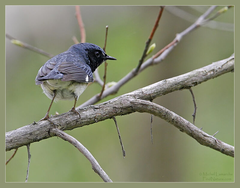 Paruline bleue mâle adulte nuptial