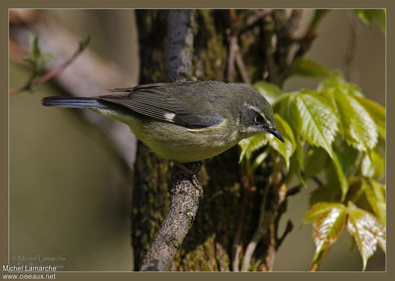 Paruline bleue femelle adulte, identification