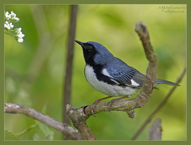 Paruline bleue mâle adulte nuptial