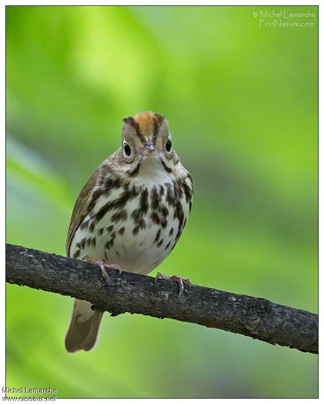 Paruline couronnéeadulte, portrait