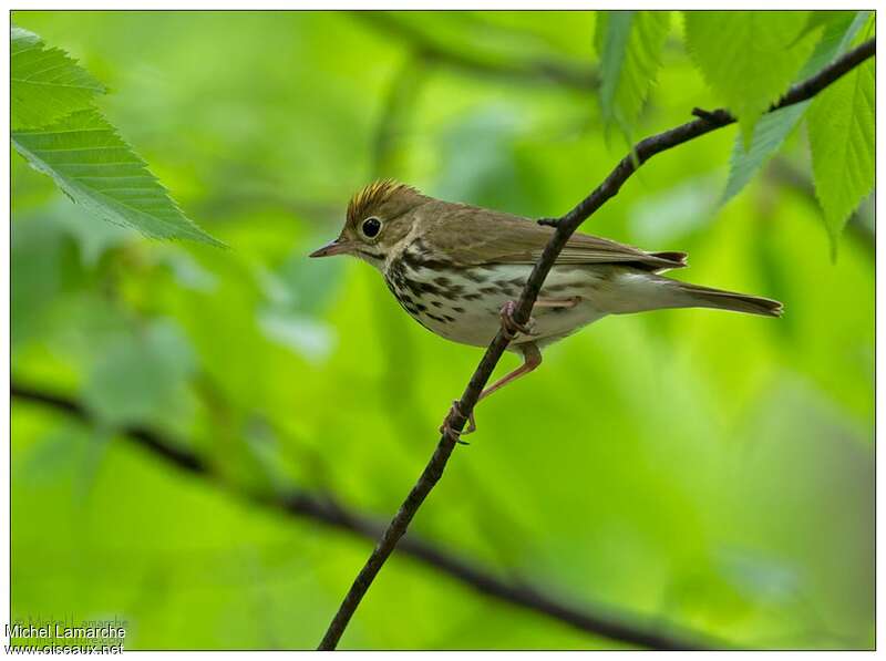 Ovenbirdadult, identification