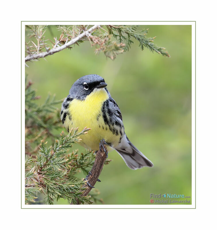 Kirtland's Warbler male adult