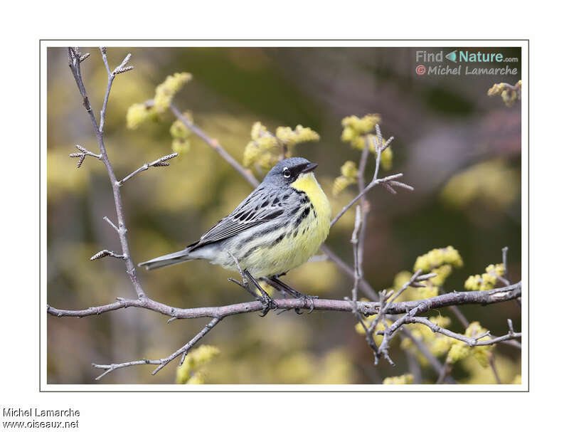 Kirtland's Warbler male adult