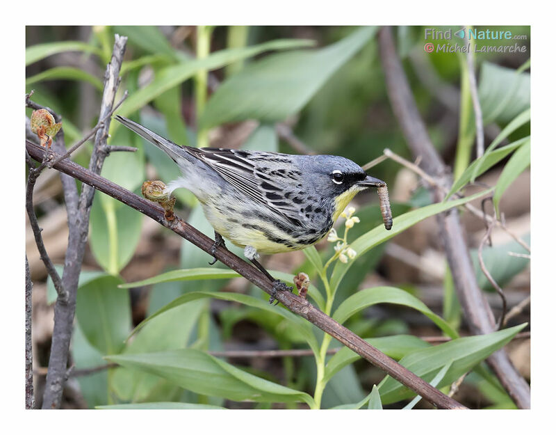 Kirtland's Warbler male adult, eats