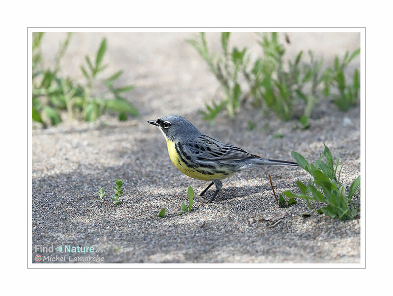 Kirtland's Warbler male adult