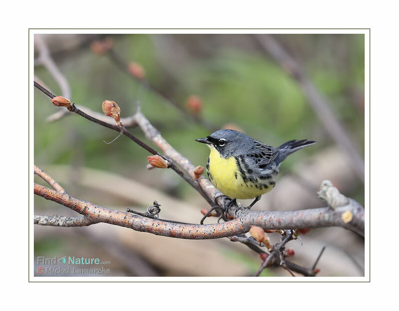 Kirtland's Warbler male adult