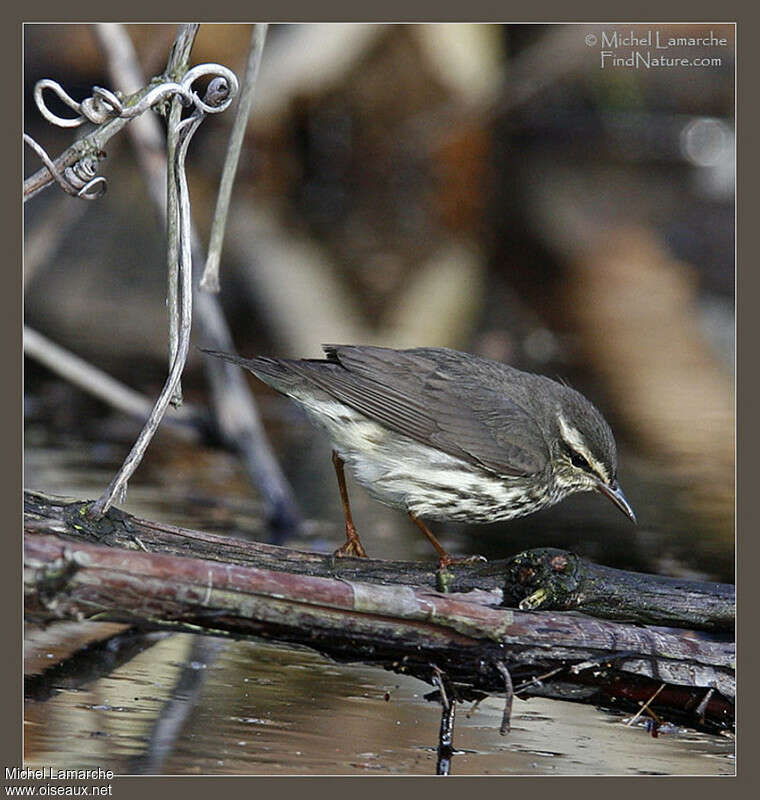 Northern Waterthrushadult, identification