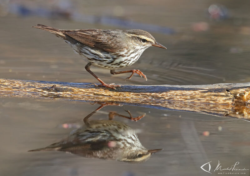 Northern Waterthrush