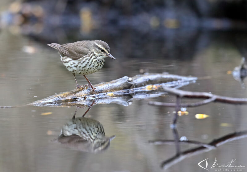 Northern Waterthrush