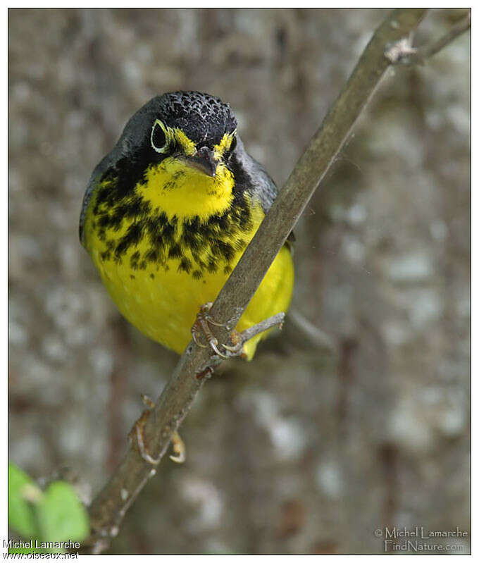 Paruline du Canada mâle adulte nuptial, portrait