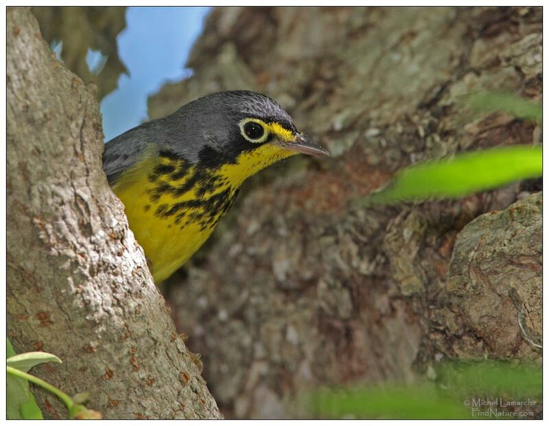 Canada Warbler male adult breeding