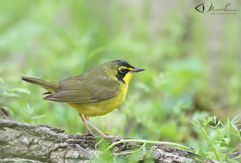 Kentucky Warbler male adult breeding