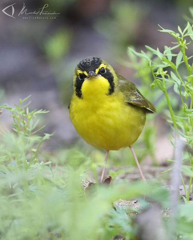 Kentucky Warbler male adult breeding