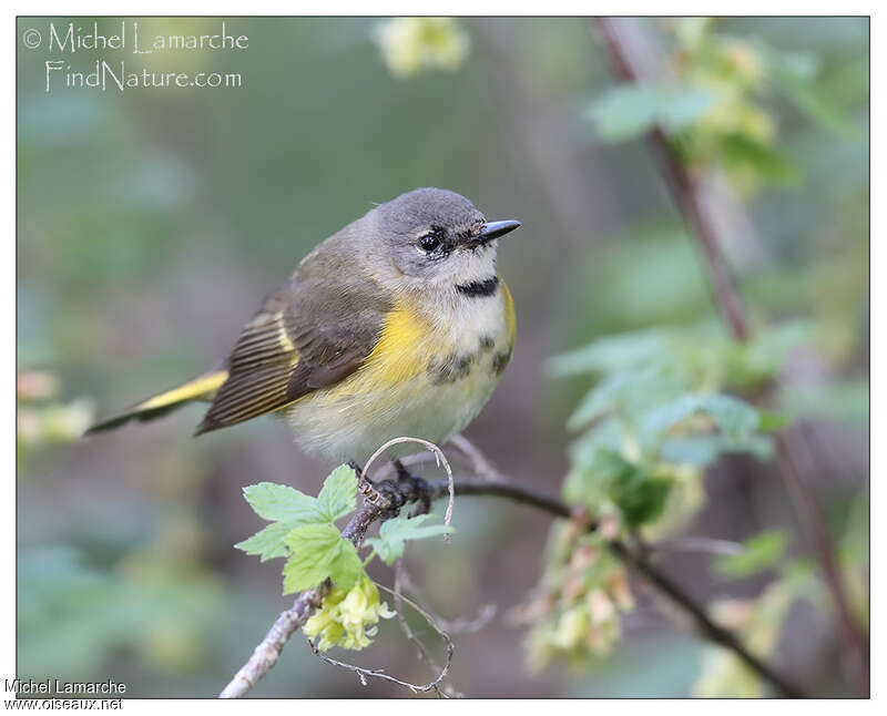 American Redstart male First year, identification