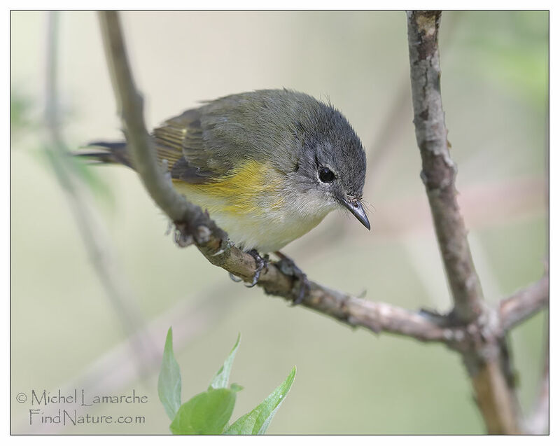 American Redstart female adult