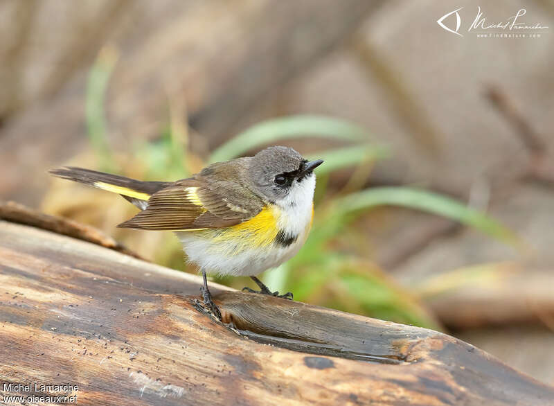 American Redstart male Second year, identification