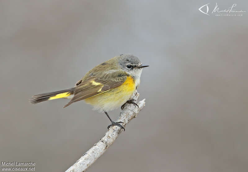 American Redstart male Second year, identification