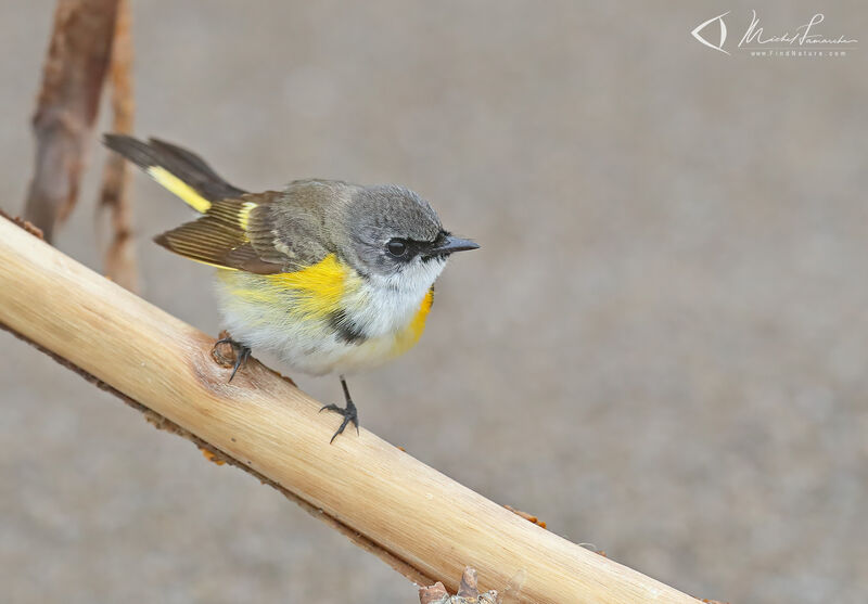 American Redstart male First year