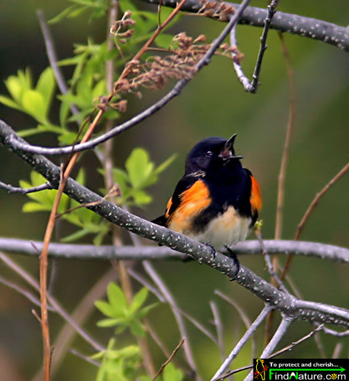 American Redstart