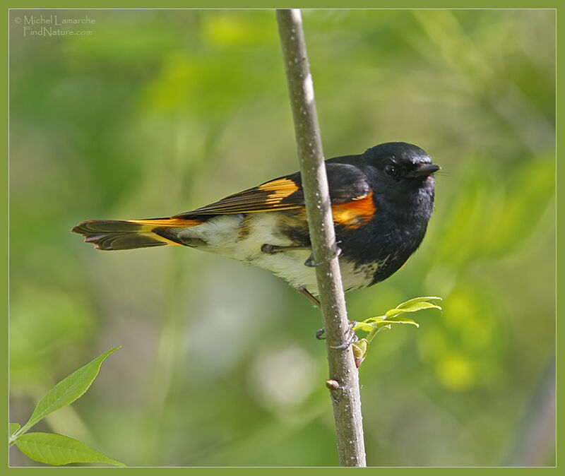 American Redstart male adult