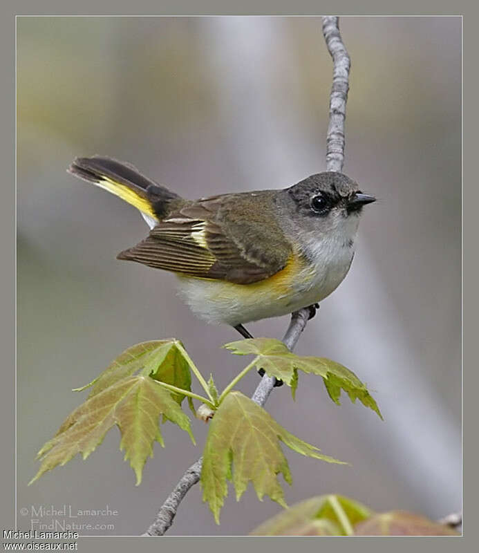 American Redstart male post breeding, identification