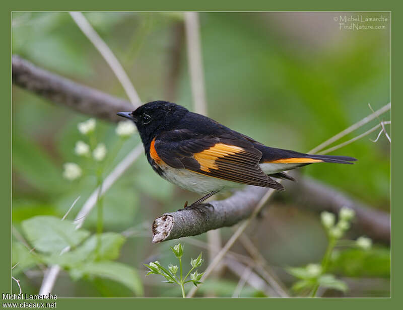 American Redstart male adult, identification